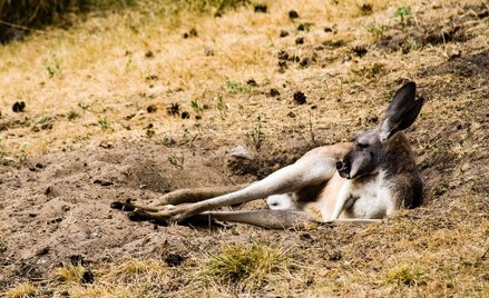 Australia: Dwa razy więcej kangurów niż ludzi