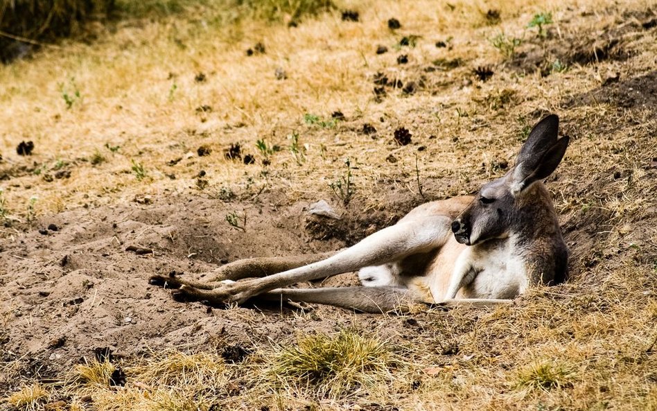 Australia: Dwa razy więcej kangurów niż ludzi
