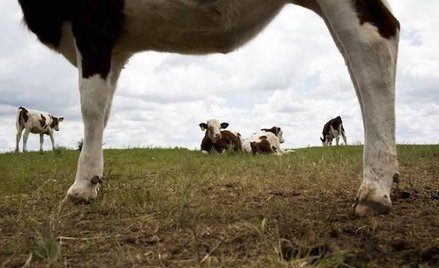 Zagraniczne sery i mleko wrócą do Rosji