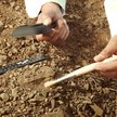 Skamielina sprzed około 500 mln lat dostarczyła możliwych dowodów na pochodzenie pająków / zdjęcie i