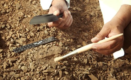 Skamielina sprzed około 500 mln lat dostarczyła możliwych dowodów na pochodzenie pająków / zdjęcie i