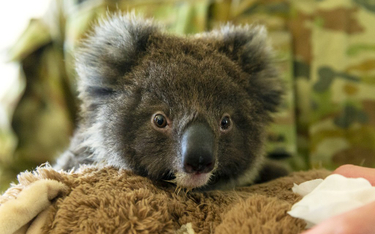 Na Wyspie Kangurów zginęła połowa koali