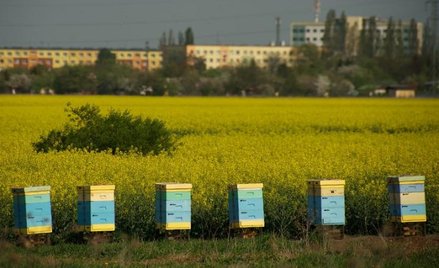 Nigdzie na świecie nie wytwarza się tradycyjnymi metodami klasycznych miodów pitnych na tak wielką s