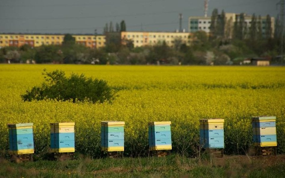 Nigdzie na świecie nie wytwarza się tradycyjnymi metodami klasycznych miodów pitnych na tak wielką s