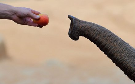 3 marca. Australia. Poranne karmienie w ZOO w Melbourne. Azjatycki słoń Bong Su jest największym rez