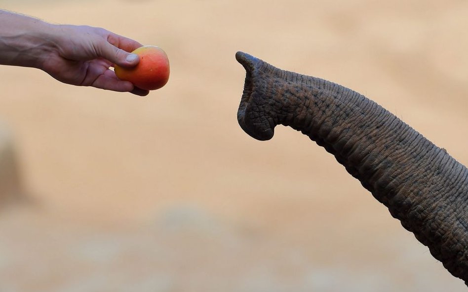 3 marca. Australia. Poranne karmienie w ZOO w Melbourne. Azjatycki słoń Bong Su jest największym rez