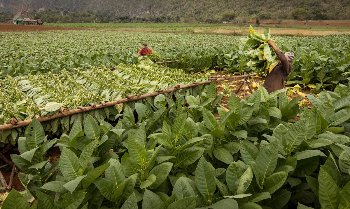 Jest plan kroczącego zakazu uprawy tytoniu. Czarne chmury nad plantatorami