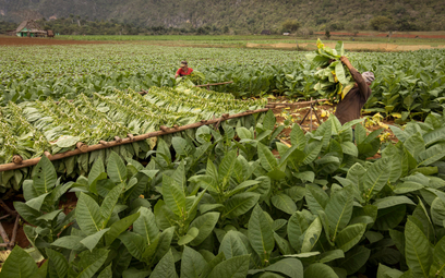 Plantatorzy tytoniu i związkowcy alarmują, że decyzje WHO i KE doprowadzą w konsekwencji do śmierci 