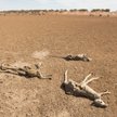Australia. Padłe z powodu suszy kangury w Nowej Południowej Walii.