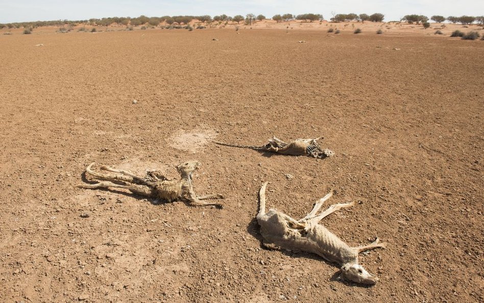 Australia. Padłe z powodu suszy kangury w Nowej Południowej Walii.