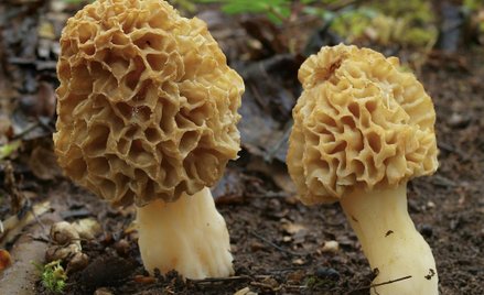 Śmiertelne zatrucie w restauracji z gwiazdką Michelina