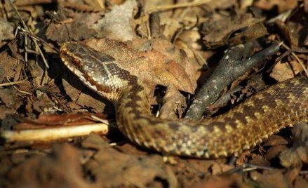 GOPR: W przypadku pokąsania przez żmiję wzywajcie pomoc