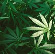 Niemcy: Marihuana w domowej doniczce albo lokalnym klubie