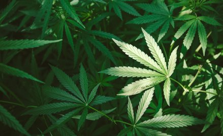 Niemcy: Marihuana w domowej doniczce albo lokalnym klubie