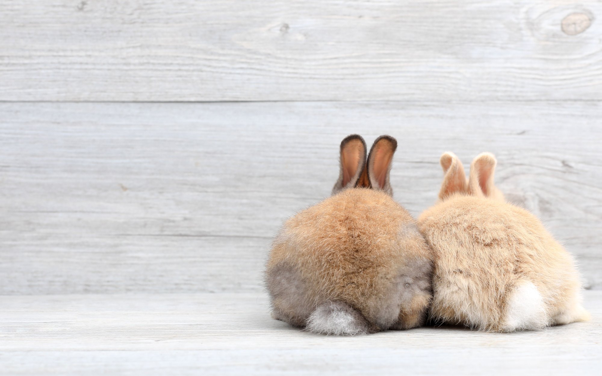 Sąd w Częstochowie orzekł bezwzględne więzienie za zabicie dwóch królików