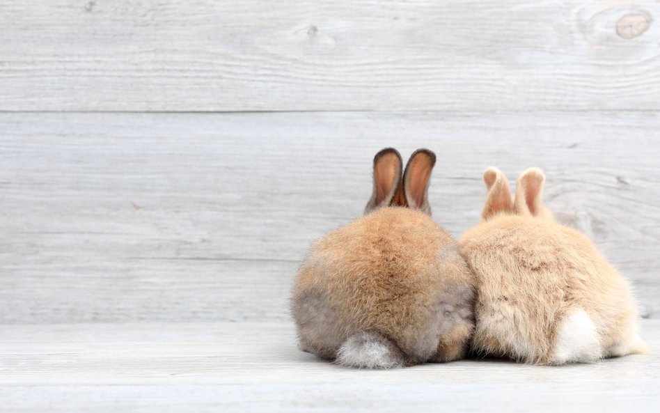 Sąd w Częstochowie orzekł bezwzględne więzienie za zabicie dwóch królików