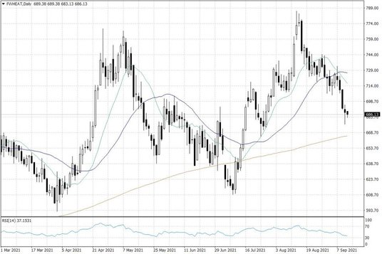 Notowania pszenicy w USA – dane dzienne