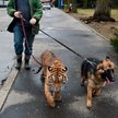 Zoja i Frida – niezapomniany duet ze stołecznego zoo