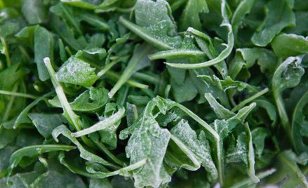 Z życia lemingów, czyli z rukolą ku nowoczesności