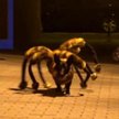 Sylwester Wardęga i pająkopies - Youtube'owi celebryci