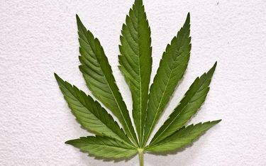 RPO interweniuje ws. legalności medycznej marihuany