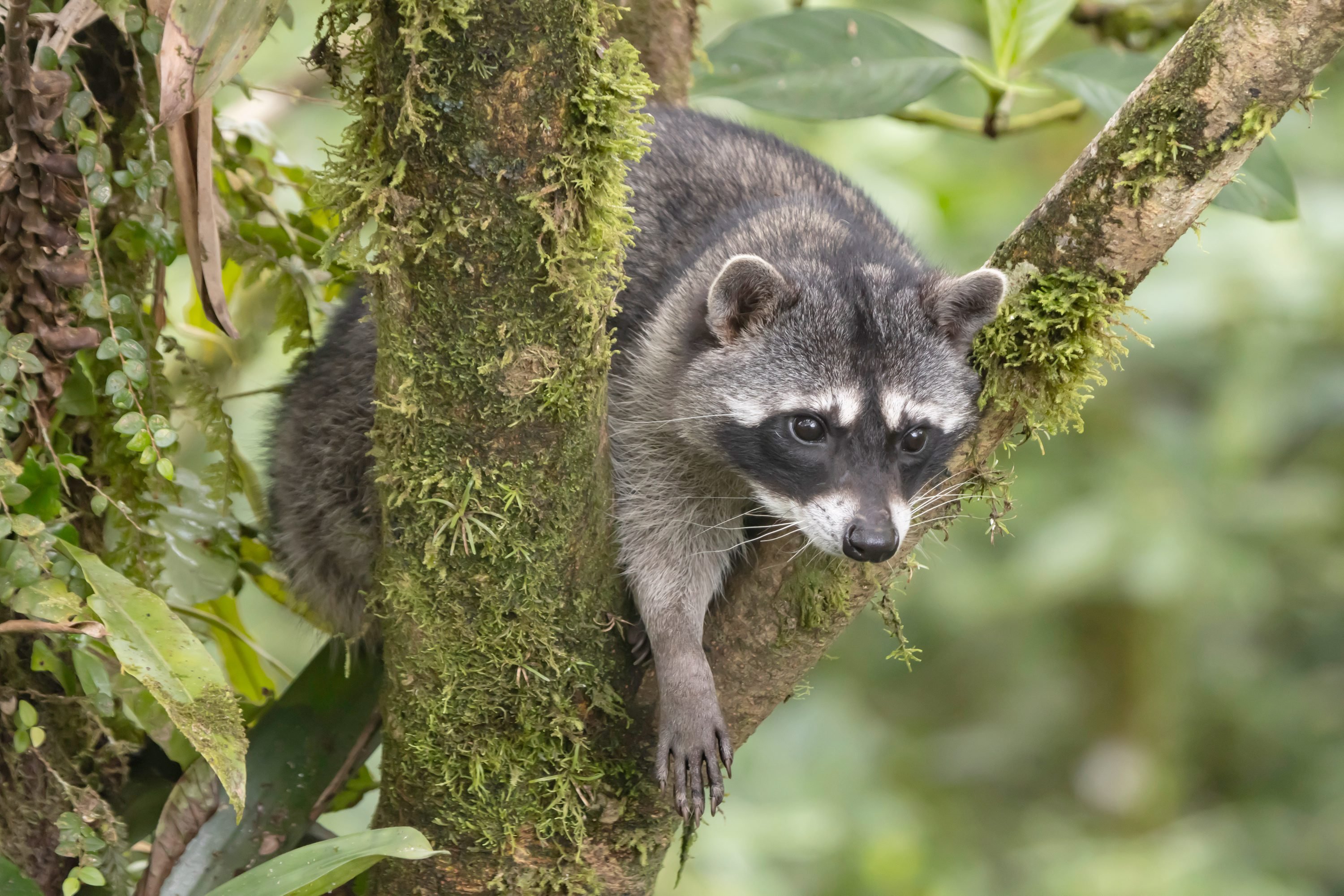 Szop pracz to nie maskotka, ale groźny najeźdźca