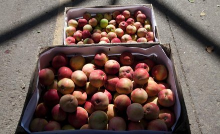 Rosjanie dopadli polskie jabłka