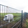 Dania kończy budowę płotu, który ma powstrzymać epidemię ASF