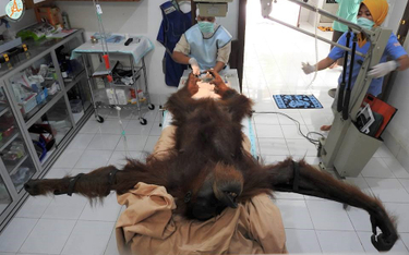 Oddali 74 strzały do orangutana. Za karę - miesiąc modlitw
