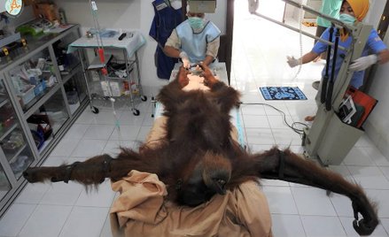 Oddali 74 strzały do orangutana. Za karę - miesiąc modlitw