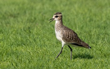 Czajka towarzyska, gatunek krytycznie zagrożony, pojawił się niedawno nad Wisłą