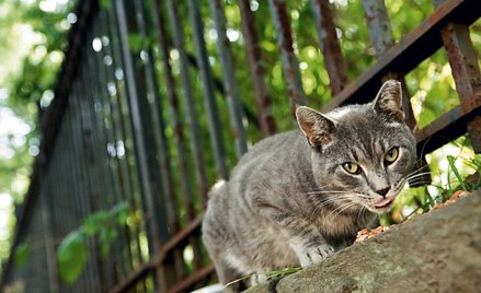 Program o kotach i ich szalonych właścicielach