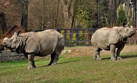 Mimo że Shikari i Kuba znają się od dwóch lat (ich wybiegi sąsiadują ze sobą), z pierwszej randki ni