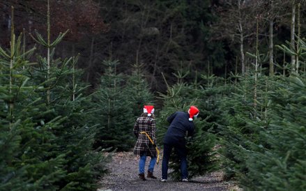 Sprzedaż drzewek bożonarodzeniowych na plantacji w bawarskim mieście Tuerkenfeld