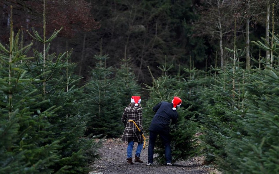 Sprzedaż drzewek bożonarodzeniowych na plantacji w bawarskim mieście Tuerkenfeld