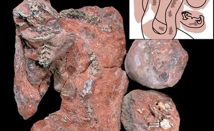 Skamienialosci weza sprzed 67 mln lat, ktory pozera w gniezdzie mlode dinozaury