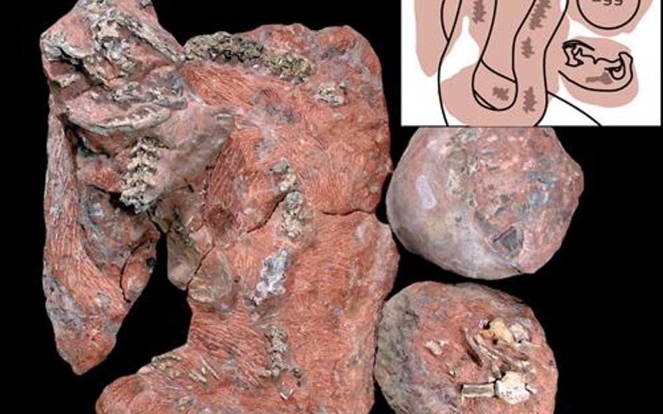 Skamienialosci weza sprzed 67 mln lat, ktory pozera w gniezdzie mlode dinozaury