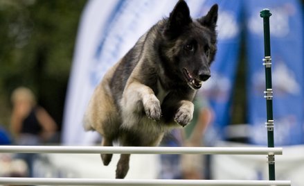 Szwedzka armia ma problem: Kupiła psy bez przetargu