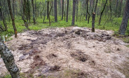 Miejsce znalezienia szczątków niezidentyfikowanego obiektu wojskowego w lesie w okolicach miejscowoś