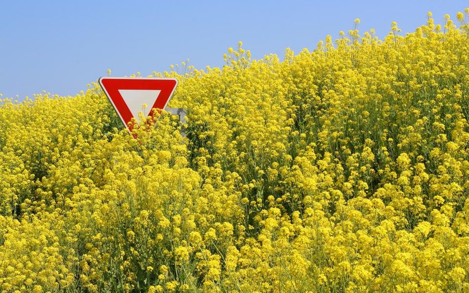 Przepisy nie zabraniają handlu nasionami GMO.