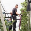 W Holandii poszukiwani są pracownicy do zrywania jabłek