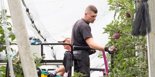 Sezonowa praca w Holandii przy zbiorach: ponad 10 300 zł brutto miesięcznie