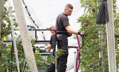 W Holandii poszukiwani są pracownicy do zrywania jabłek