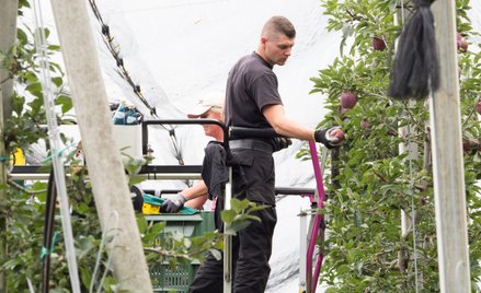 W Holandii poszukiwani są pracownicy do zrywania jabłek
