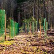 Mimo kryzysu związanego z pandemią, który dotknął też Lasów Państwowych, odnawianie drzewostanów poz