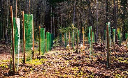 Mimo kryzysu związanego z pandemią, który dotknął też Lasów Państwowych, odnawianie drzewostanów poz