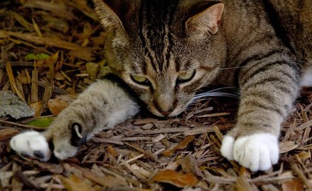 Irma oszczędziła koty Hemingwaya