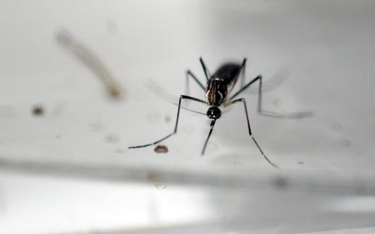 Do zakażeń wirusem Zika najczęściej dochodzi po ukąszeniu komara.
