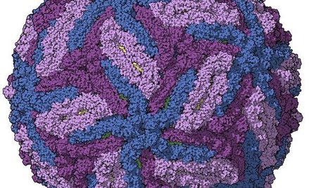 Komputerowy model wirusa Zika