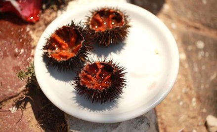 Kolczasty biznes na Kurylach